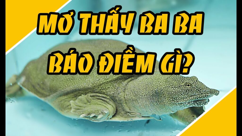 Ba Ba Số Mấy ? Mơ bắt được ba ba đánh lô đề con gì ? 1 Mơ bắt được ba ba